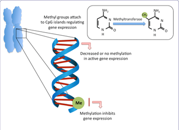 Let's talk about Methylation. It is important for Health and Prevention of Disease